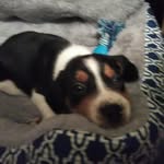 Nick Covington - @nickthe_beagle - Instagram