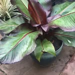 Nicholas Cryer - @gardenexoticnick - Instagram