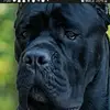Nick Dalton - @nick.dalton1 - TikTok