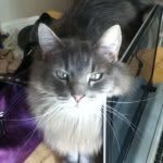 Nick Dann - @purplehornetgaming - Instagram