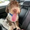 Nick Dobbs - @nick.dobbs4 - TikTok
