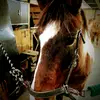 nick.dore1 - @nick.dore1 - TikTok