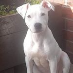 Nick Dougherty - @nickdougherty6 - Instagram