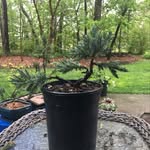 Nick Eberly - @bonsai_barn - Instagram