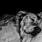 Nick Eberly - @nickthegoldieretriever - Instagram
