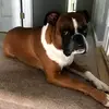 Nick Endres - @apollo_the_boxer - TikTok