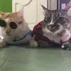 Nick FaRah - @nick.farah - TikTok