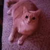 Nick Fitz - @f1tzg3r4ld - TikTok