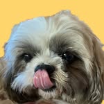 Nick Francisco 🐾 - @nick.fco - Instagram