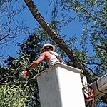 Nick Gentry - @midsouthtreespecialist - Instagram