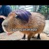 NickGust - @nickgust1414 - TikTok