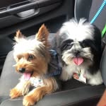 Harry e Nick 🐕🐾 - @_nick._.harry_ - Instagram