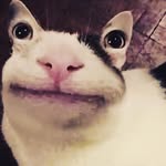 Nico Heimlich - @kevin_die_ohrenaugenkatze - Instagram