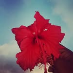 nick hellen - @nick24748 - Instagram