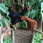 Nick Helmer - @nameless.chicken - Instagram