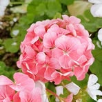 Nick Heng - Facebook
