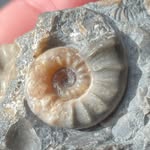 Nick Henson Fossils - @palaeohenson - Instagram