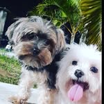 Nick 💙 Hércules 💙Amora💗Lucky💙 - @nick_herculeslitoral - Instagram