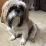 Nick Herling🐶🐾 - @nick_da_bianca_ - Instagram