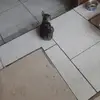 Nick Hidalgo - @nick.hidalgo0 - TikTok