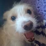 Nick Hinton - @falkor_and_his_fuzzy_friends - Instagram