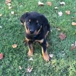 Nick Holley - @nickgaming282 - Instagram