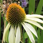 Nick Hood - @nickhoodgardens - Instagram