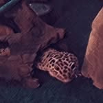 NICK HOPE - @leo_the_leopard_geko - Instagram