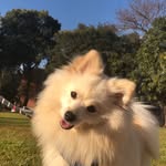 Nick Hope🐾 - @nick.sspitzz - Instagram
