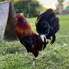 Nickhorne99 - @hornsborogamefarm - TikTok