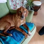 @_nick_hund - Instagram