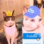 Ivy 😽 Nick 😸& Raniel 😼 - @ivy_nick_raniel - Instagram