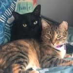 Nick & Ivy 😽 - @nickandivy_meow - Instagram
