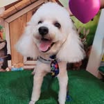 Nick José 🐶💙 - @_nickjose - Instagram