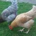 Nick Keeble - Facebook