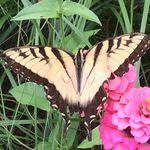 Nick Lamantia - @ni.ck147 - Instagram