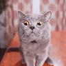 Nick Lau - @nick.lau.macau - TikTok