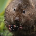 wildlife nick - @nick_lay_ - Instagram