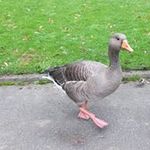 Nick Lees - @nicklees0000 - Instagram