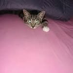 Nick Lehmann - @nick.lehmann.359 - Instagram