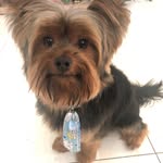 Nick Lobato - @lobato.nick - Instagram