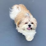 𝐍𝐢𝐜𝐤 𝐋𝐨𝐩𝐞𝐬 🐶 - @nicklopes0 - Instagram