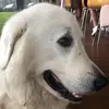 Nick Lorusso - @nick.lorusso - TikTok