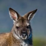 Nick Lunde - @australian_guy_ - Instagram