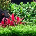 Nick Maas - @nm_aquascaping - Instagram