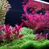 Nick Maas - @nm_aquascaping - TikTok