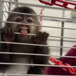 NICK 🐒 - @nick_macaquinho - Instagram