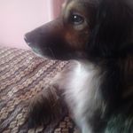 nick: majka - @pieseczek_123 - Instagram