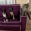 Nick Manos - @roxy_and_nibbler - TikTok