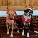 Nick e Maya - @nick.mayajf - Instagram
